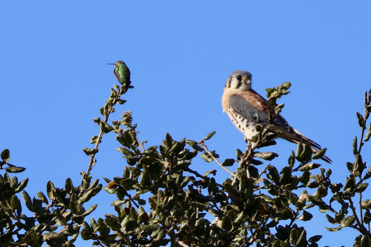 Anna's Hummingbird - ML626678354