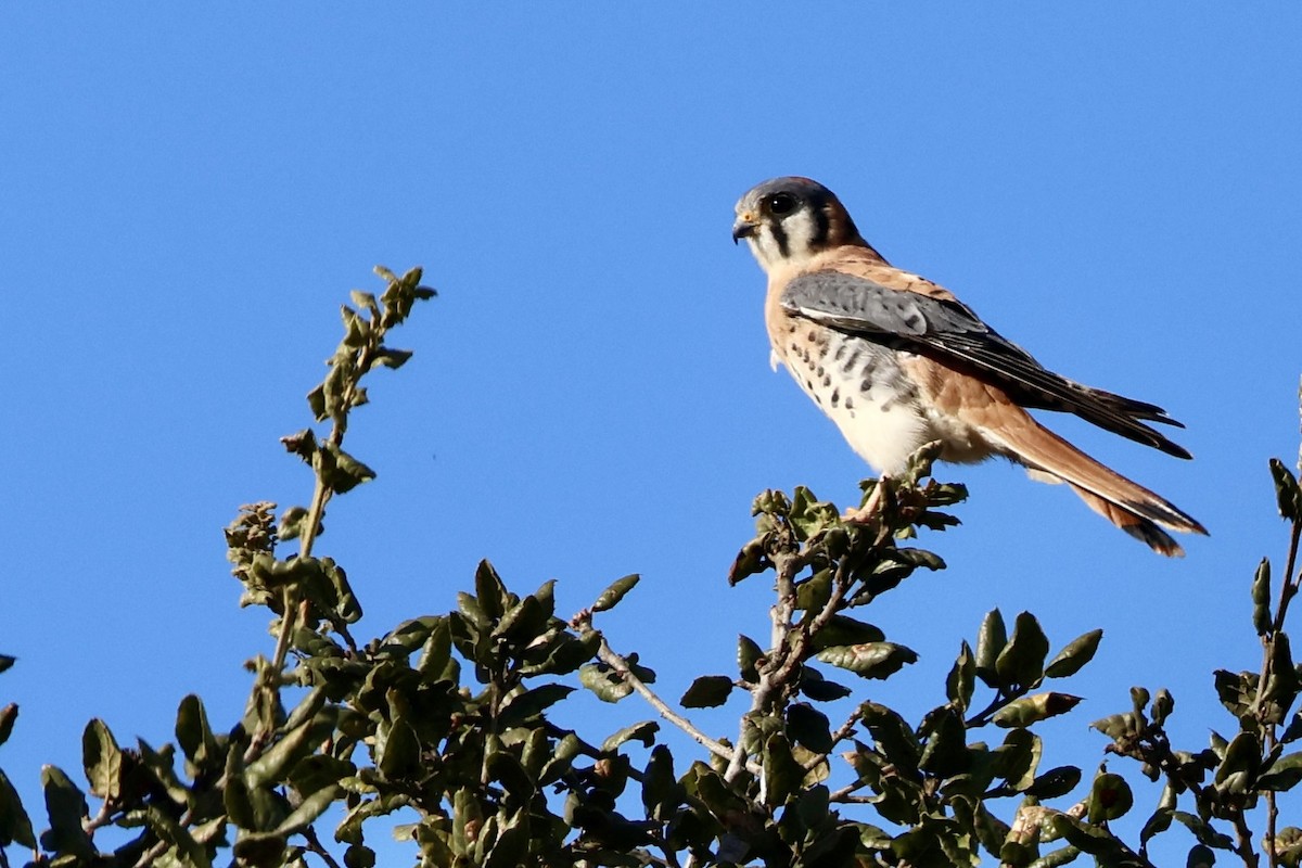 American Kestrel - ML626678423