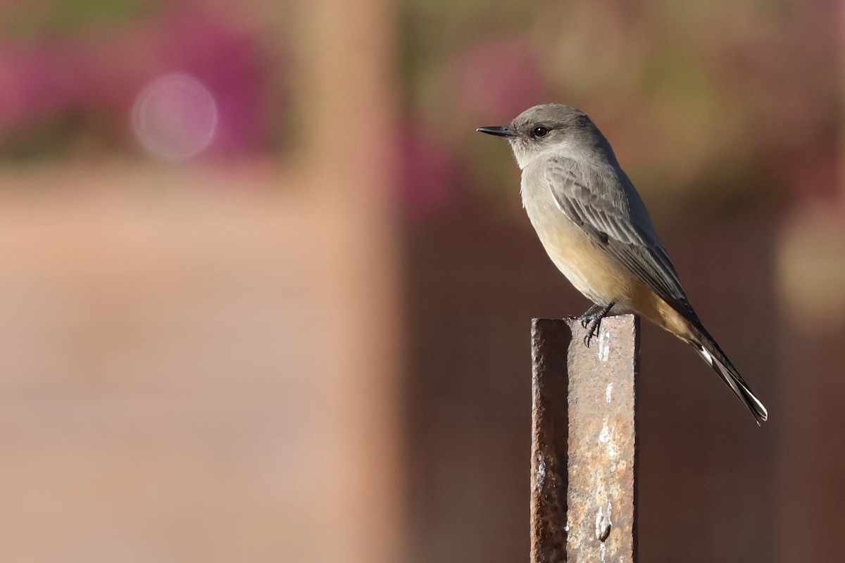 Say's Phoebe - ML626678440