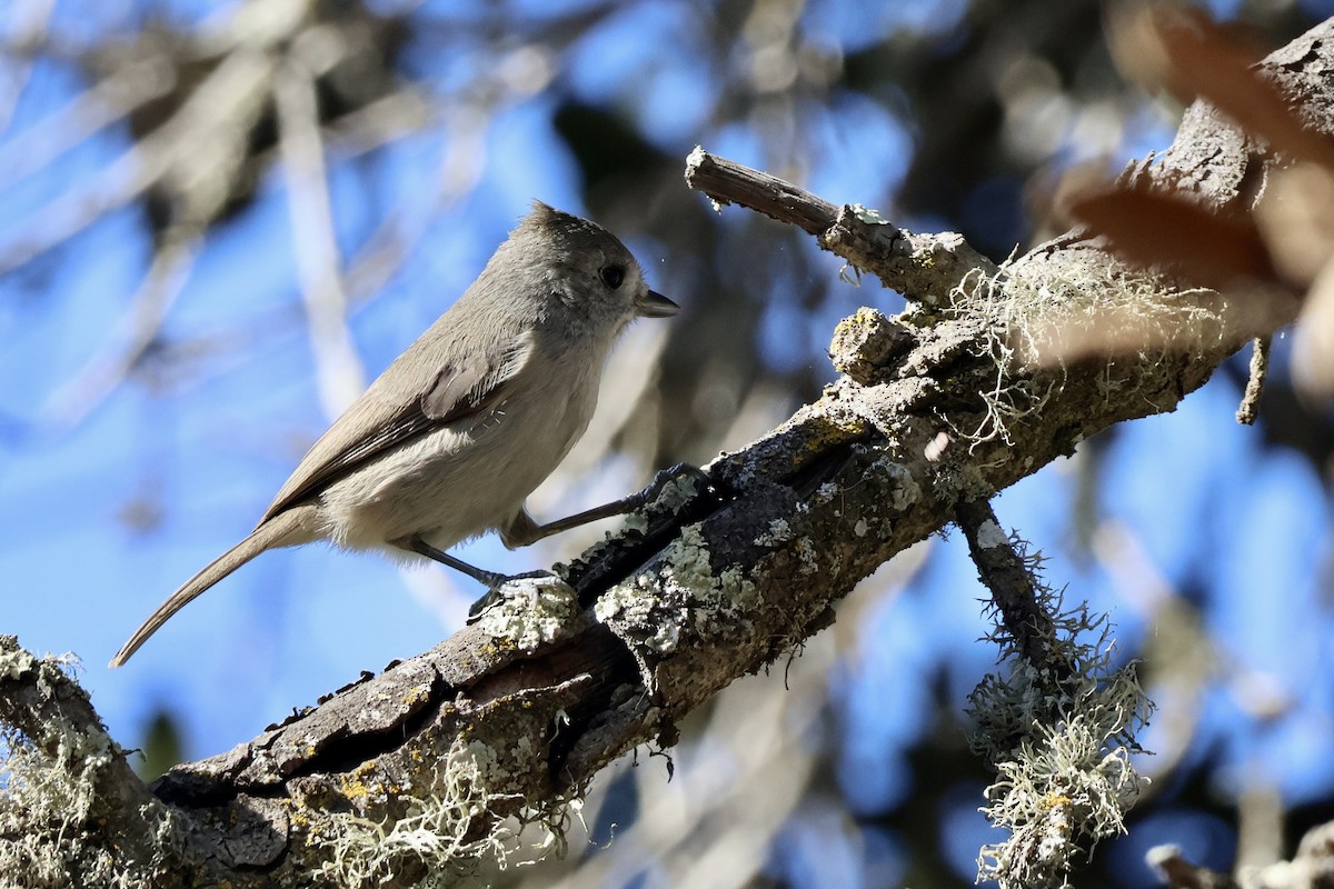 Oak Titmouse - ML626678463