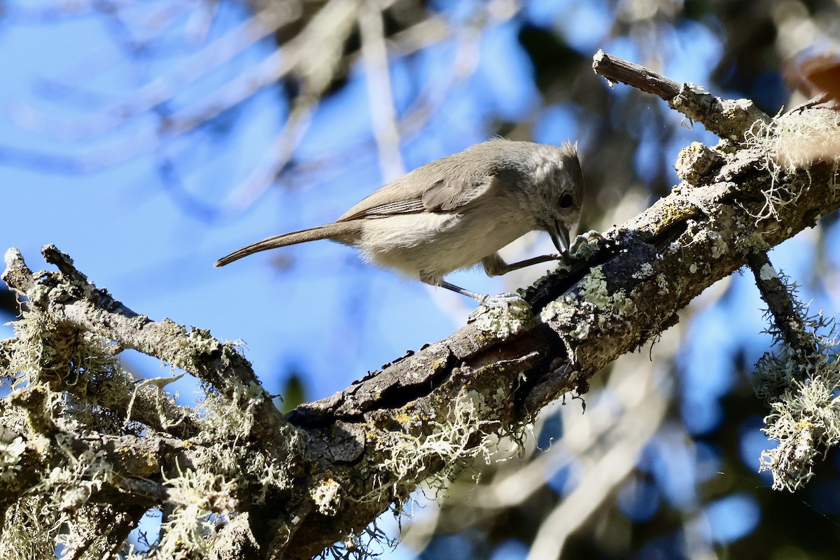 Oak Titmouse - ML626678464
