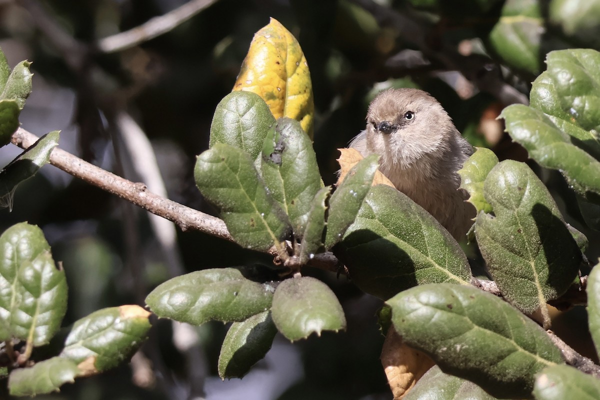 Bushtit - ML626678486