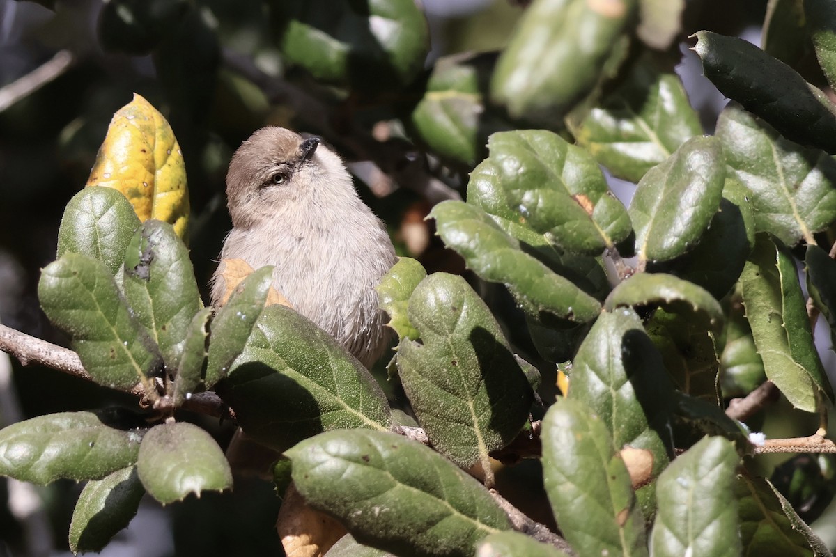 Bushtit - ML626678487