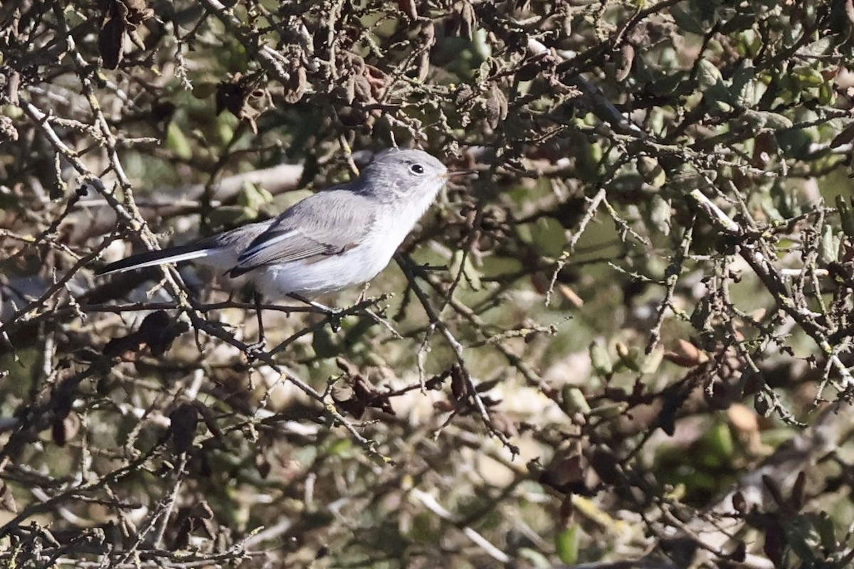 Blue-gray Gnatcatcher - ML626678498