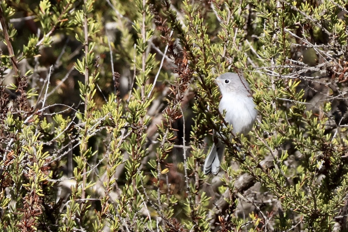 Blue-gray Gnatcatcher - ML626678499