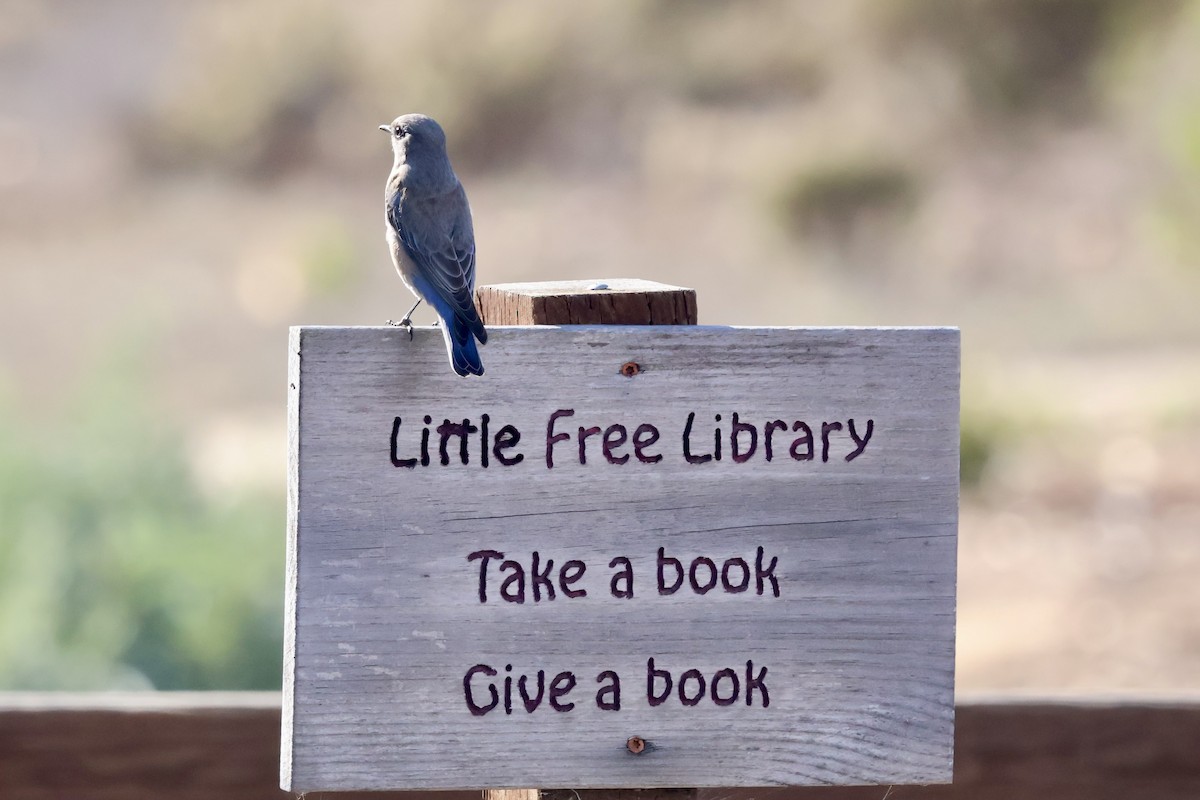 Western Bluebird - ML626678519