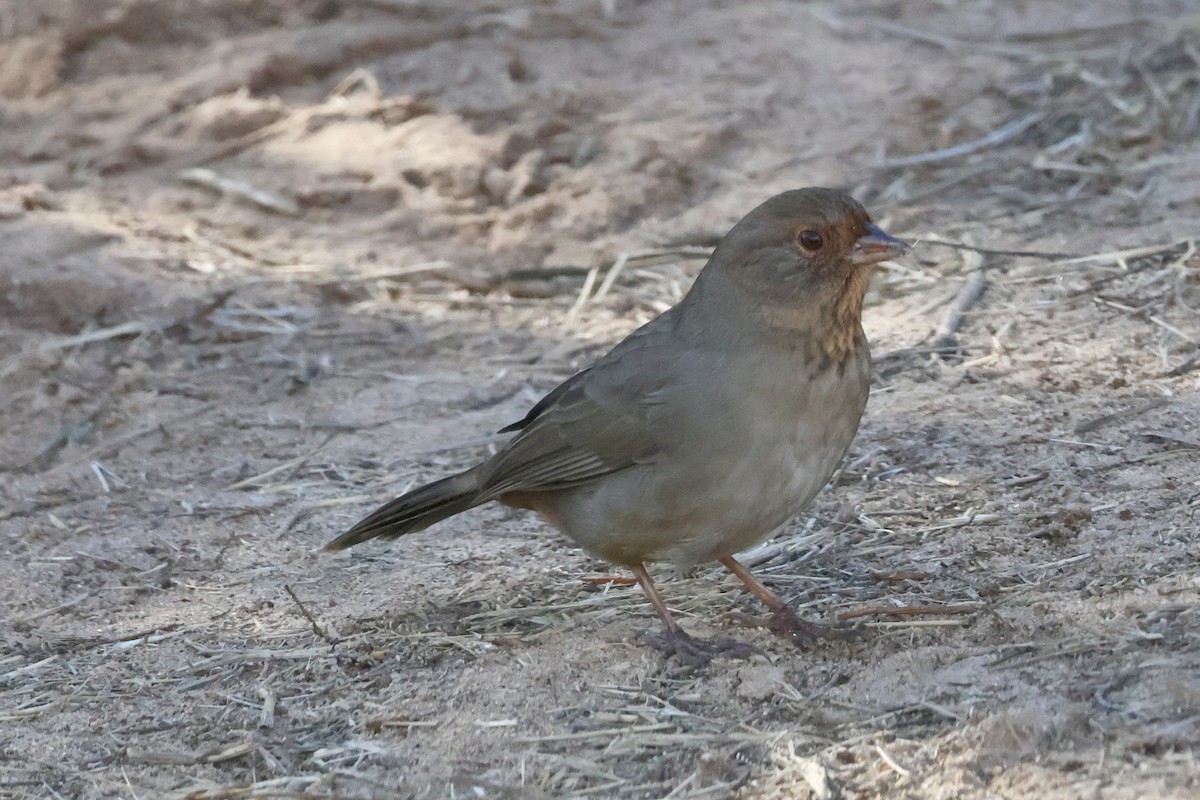 California Towhee - ML626678530