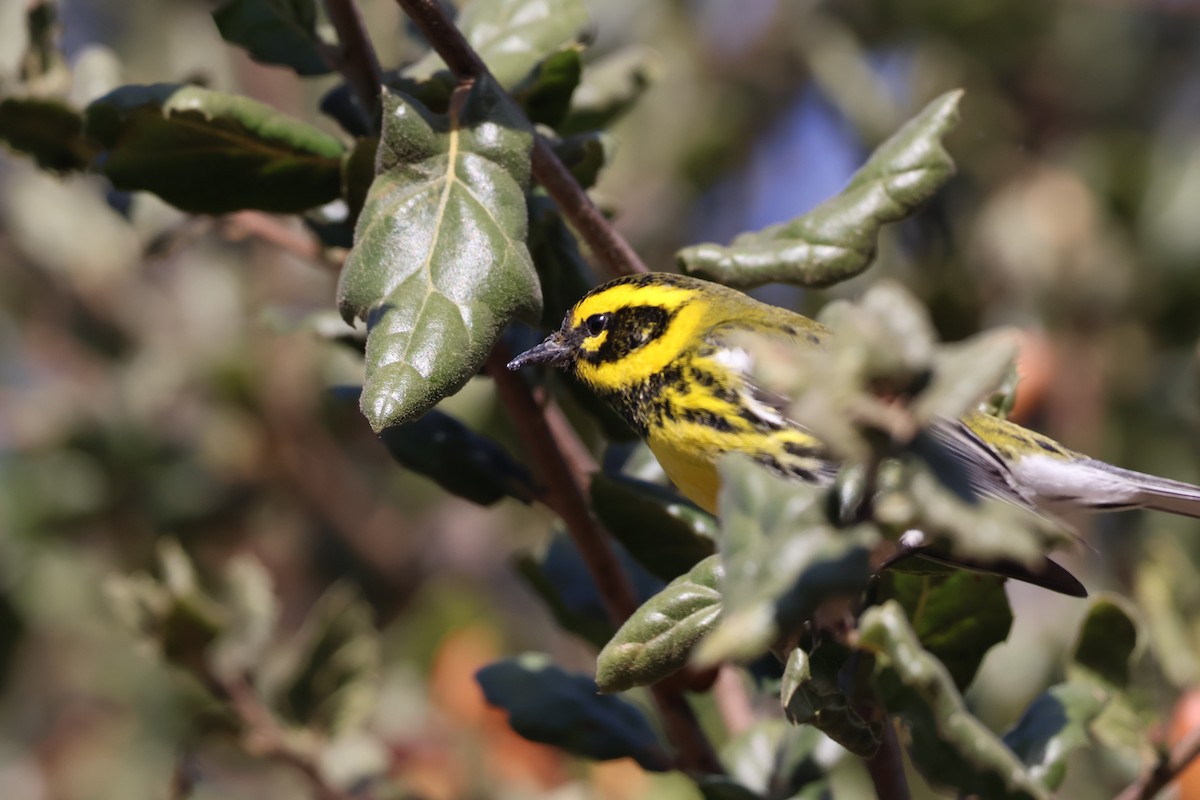Townsend's Warbler - ML626678538