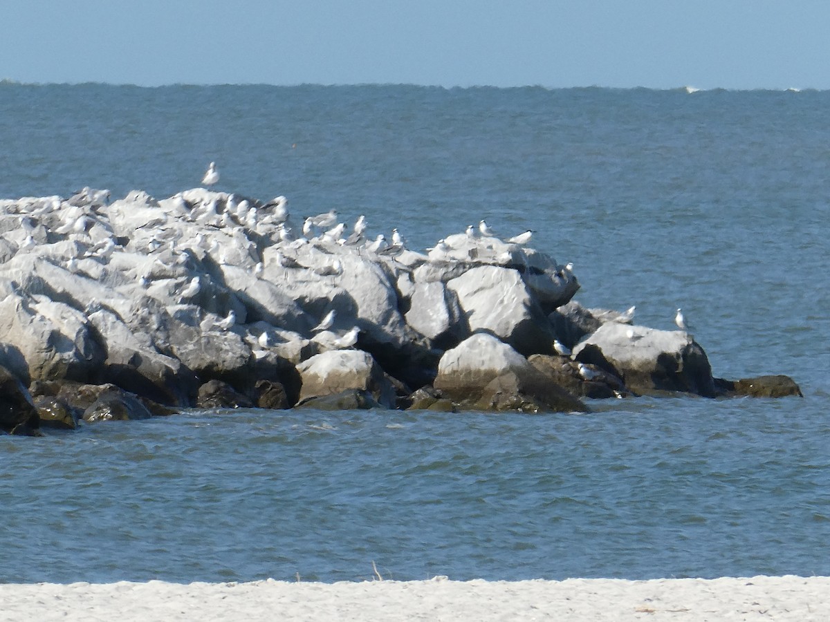 Sandwich Tern - ML626678562