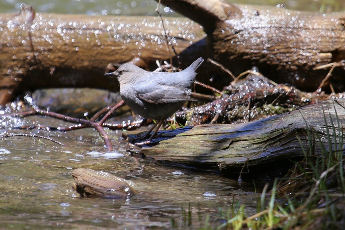 American Dipper - ML626678575