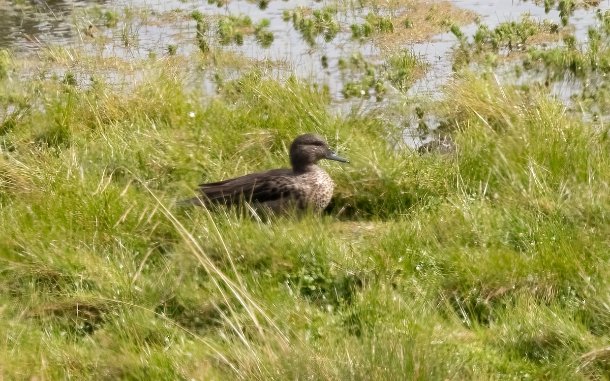 Andean Teal - ML626678604