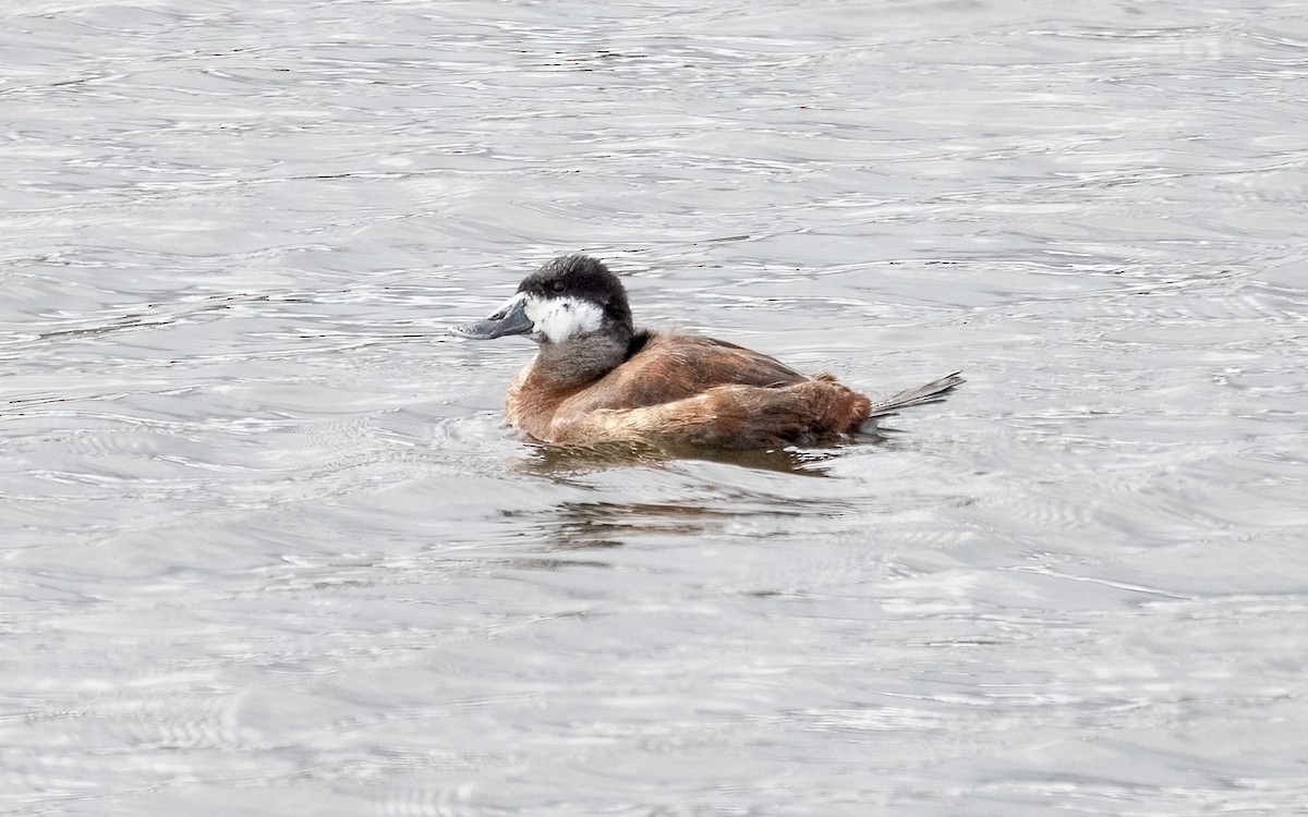 Andean Duck - ML626678612