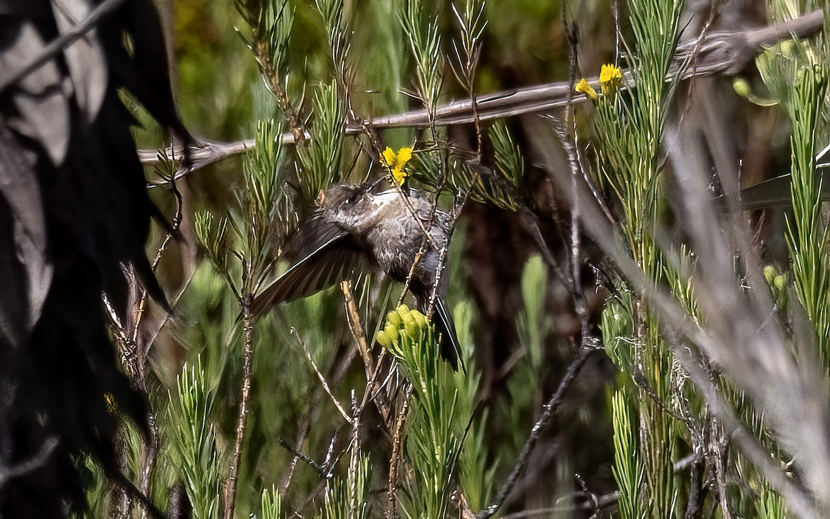 Green-bearded Helmetcrest - ML626678632