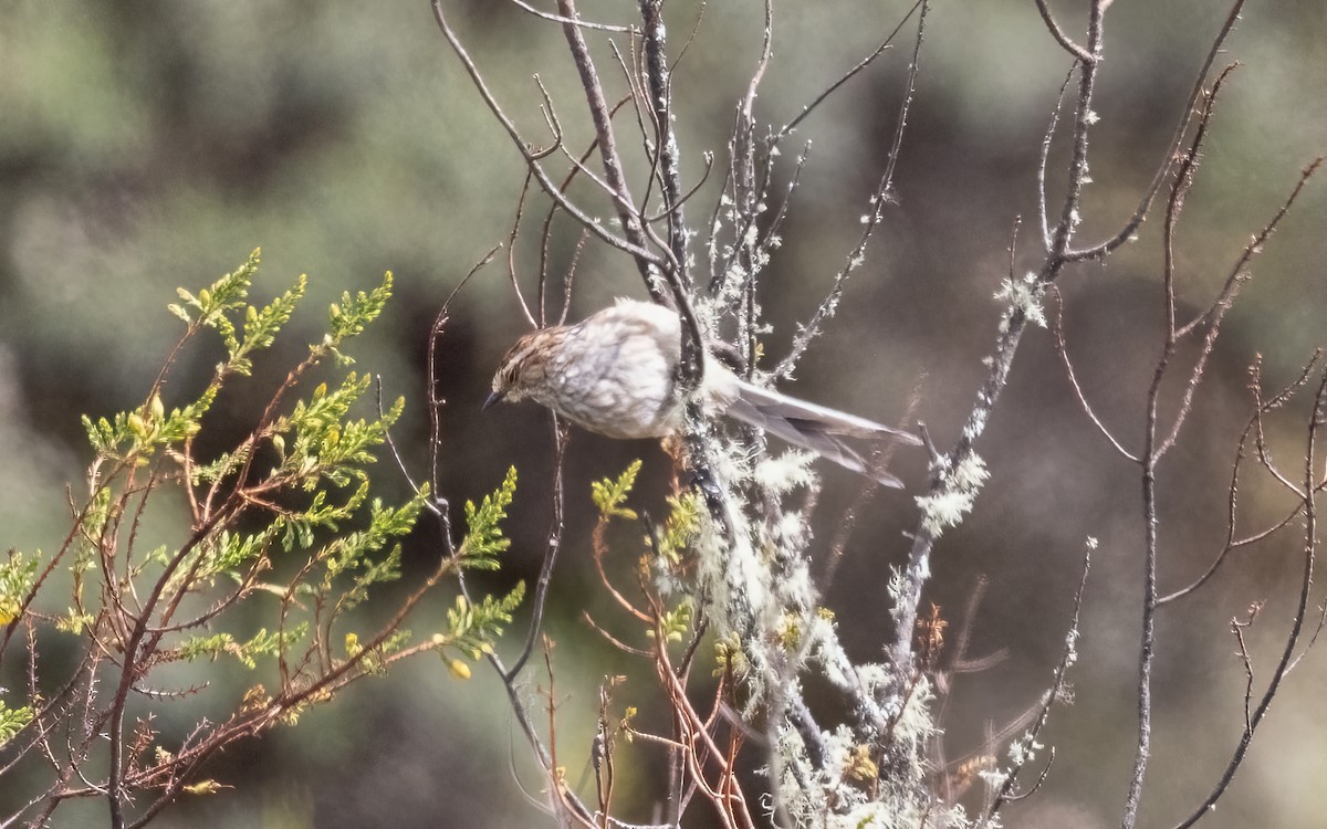 Andean Tit-Spinetail - ML626678657