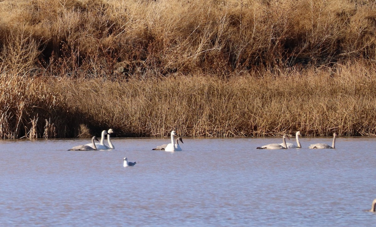 labuť trubač - ML626678667