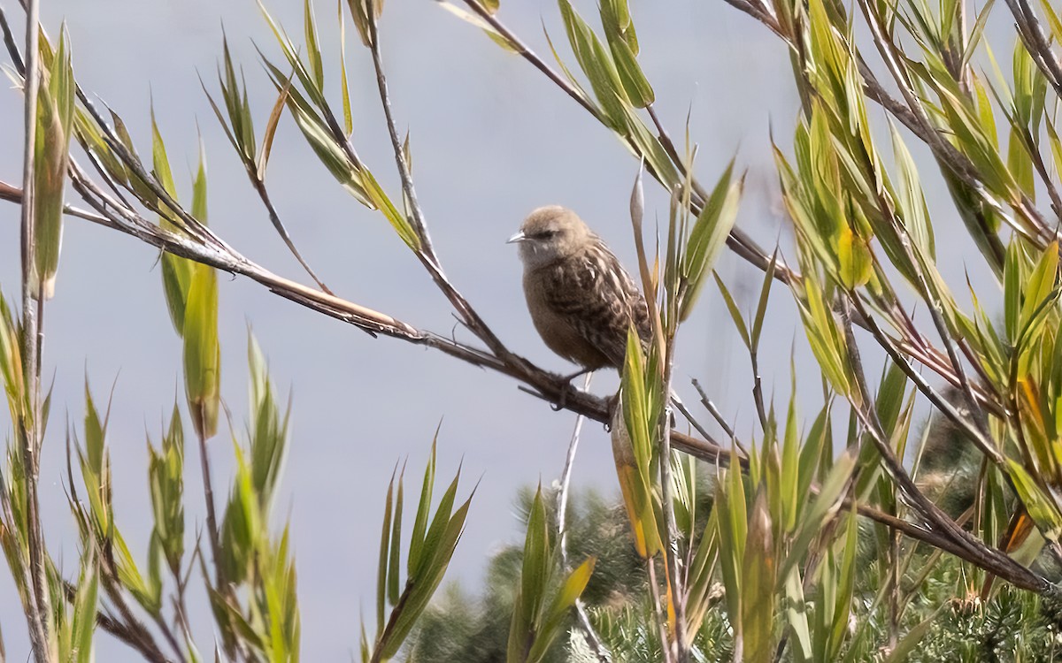 Apolinar's Wren - ML626678669