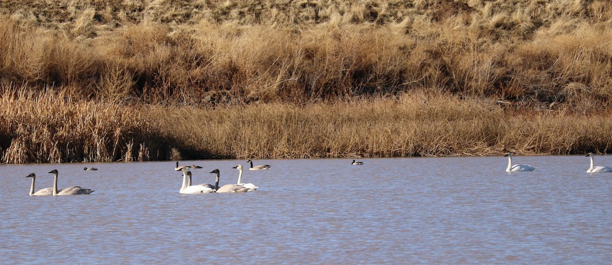 labuť trubač - ML626678673