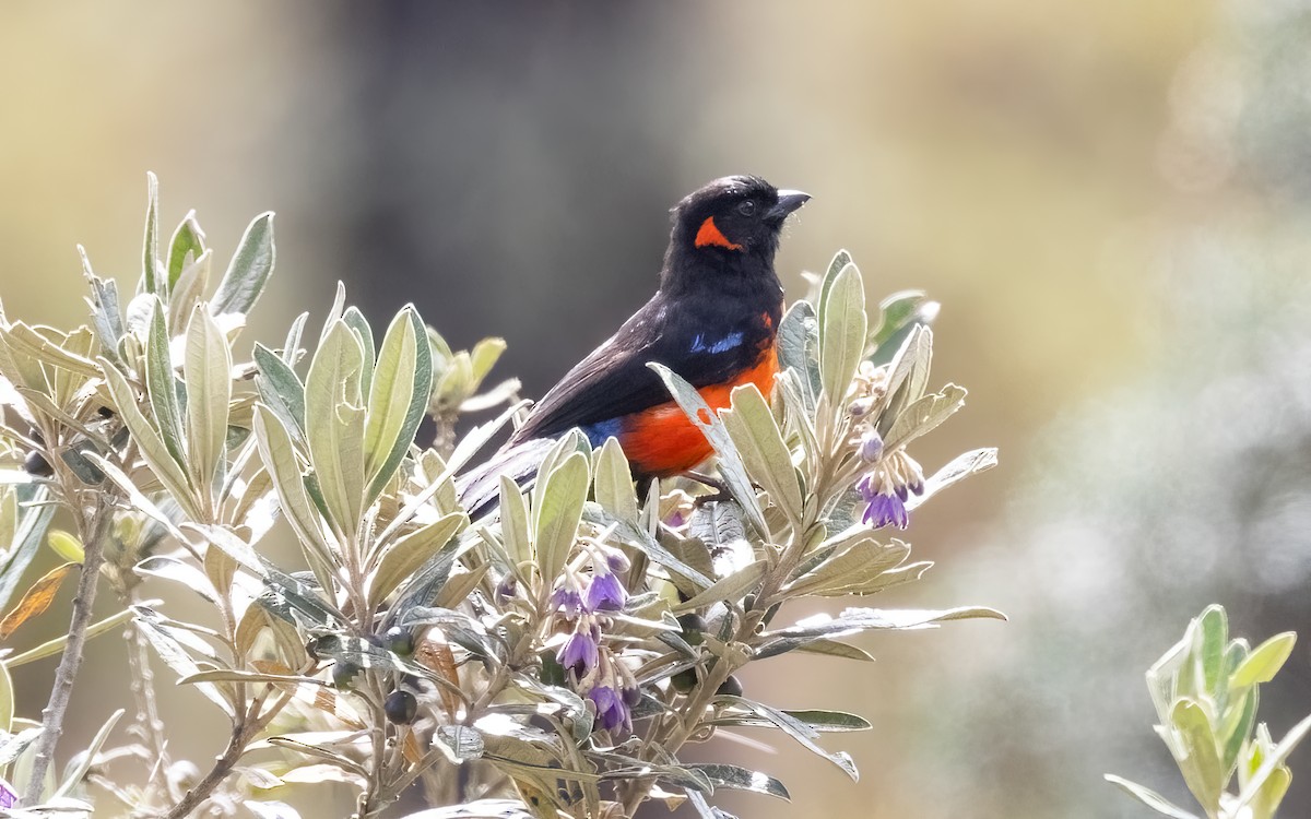 Scarlet-bellied Mountain Tanager - ML626678676