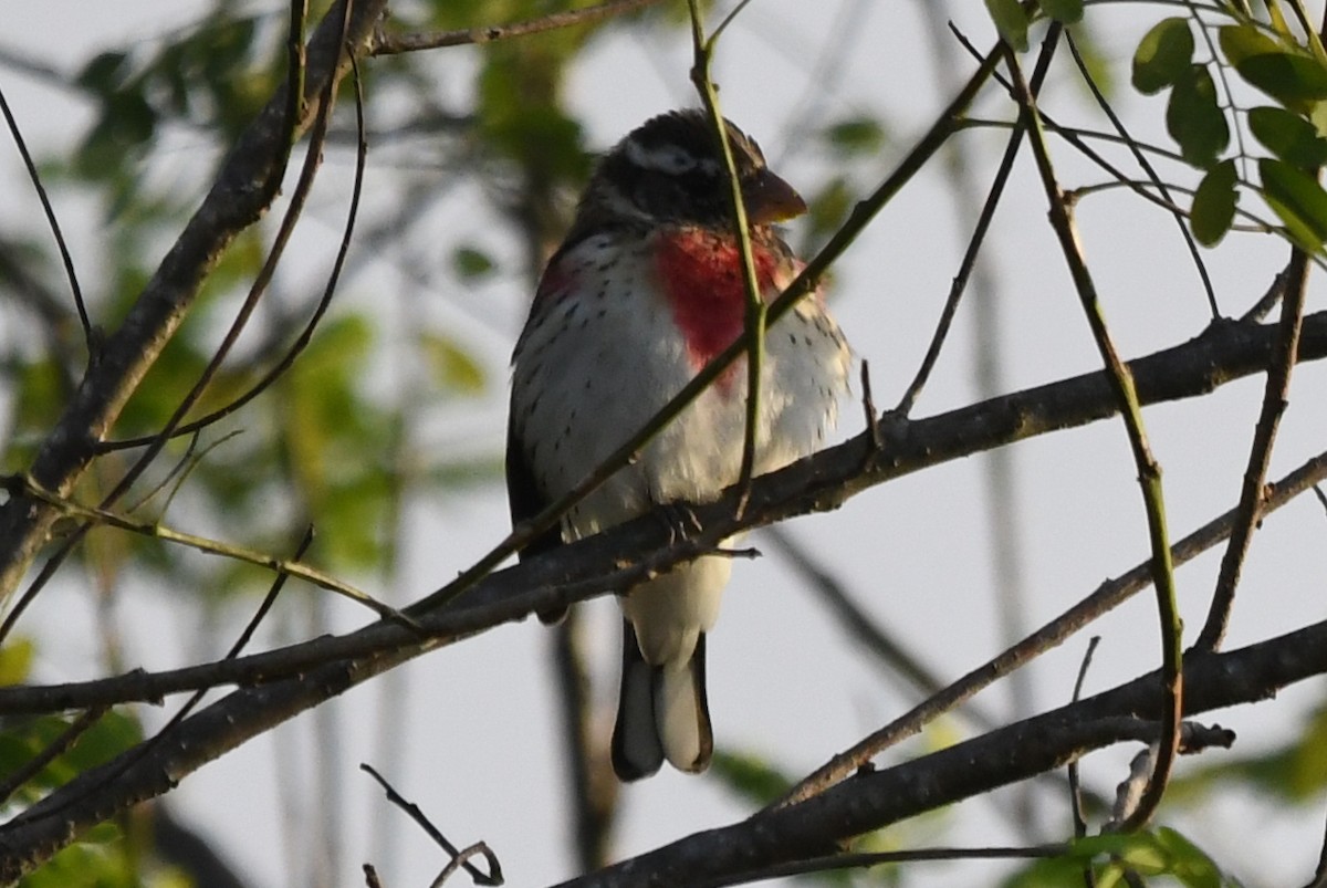 Rose-breasted Grosbeak - ML626678747