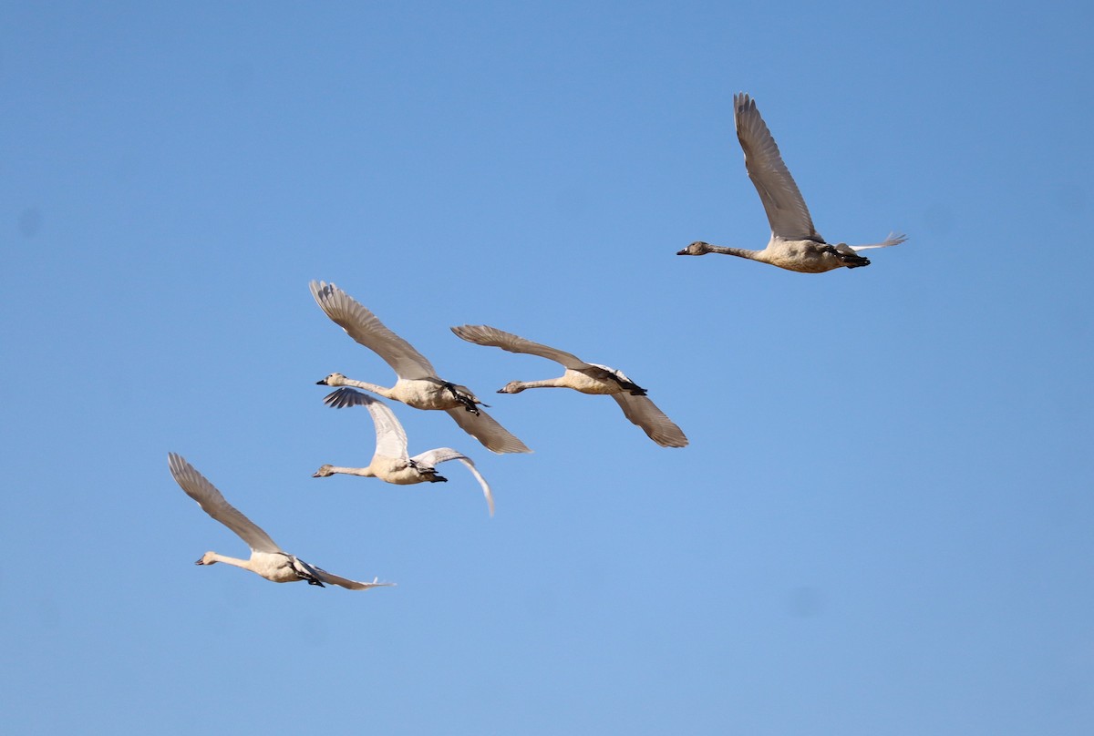 labuť trubač - ML626678753