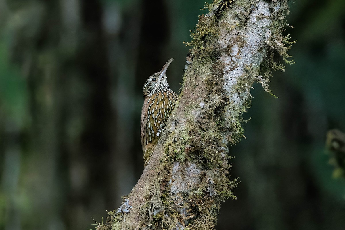 Montane Woodcreeper - ML626678855