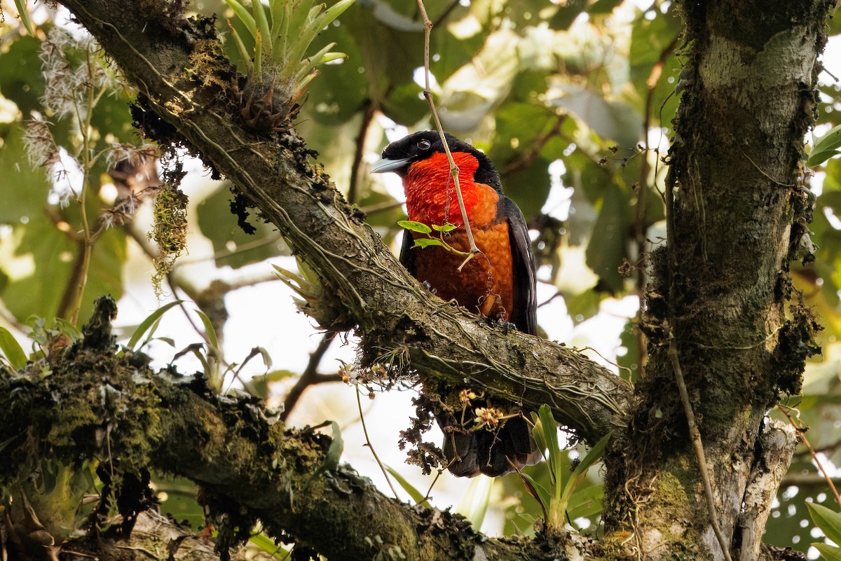 Red-ruffed Fruitcrow - ML626678886