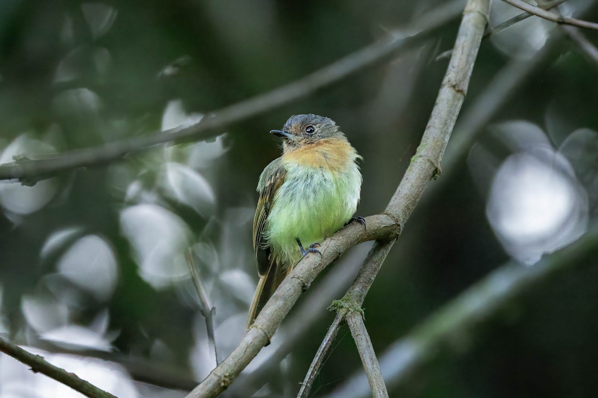 Rufous-breasted Flycatcher - ML626678926