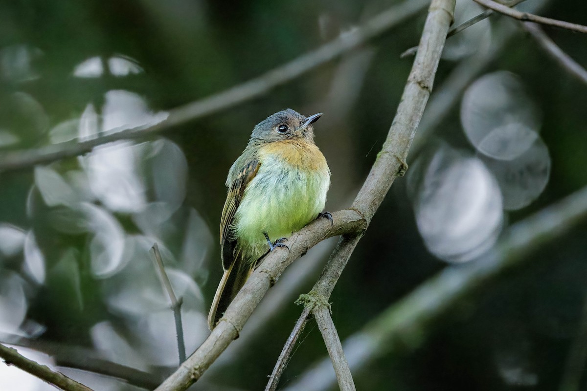 Rufous-breasted Flycatcher - ML626678927