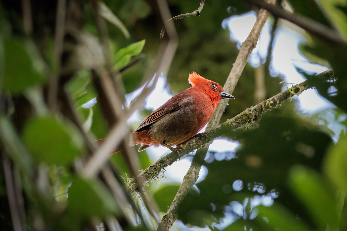 Crested Ant-Tanager - ML626678946