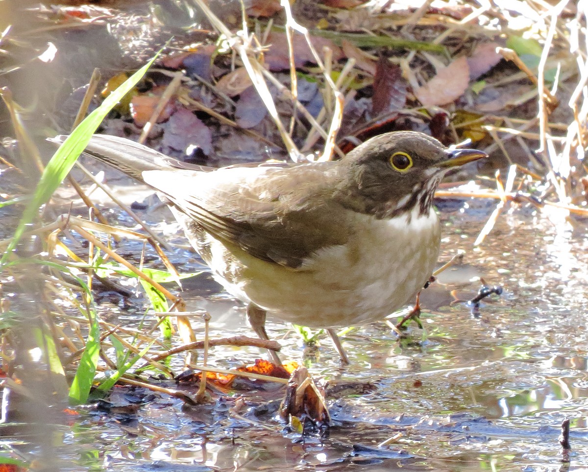 White-throated Thrush - ML626678961