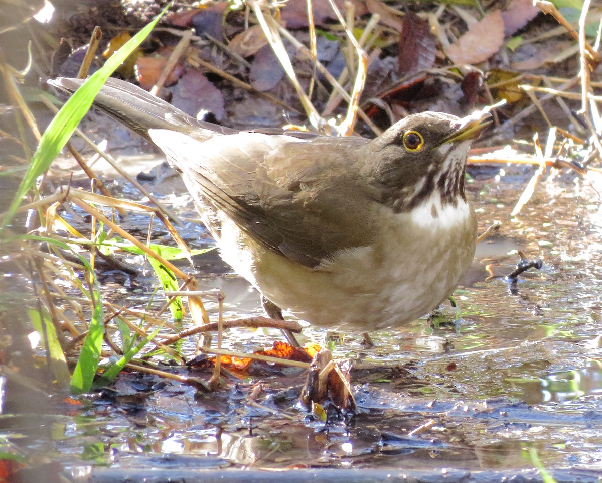 White-throated Thrush - ML626679008