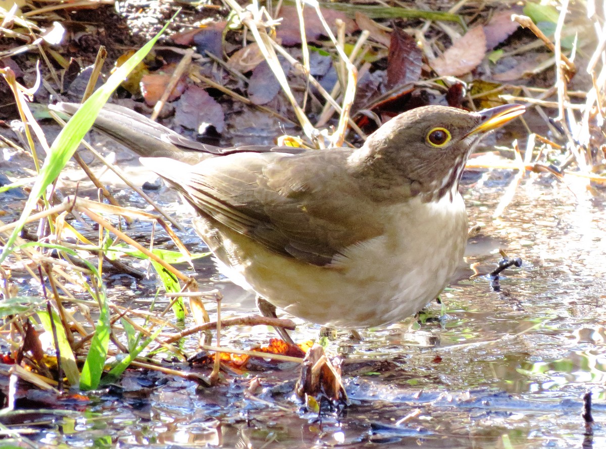 White-throated Thrush - ML626679060