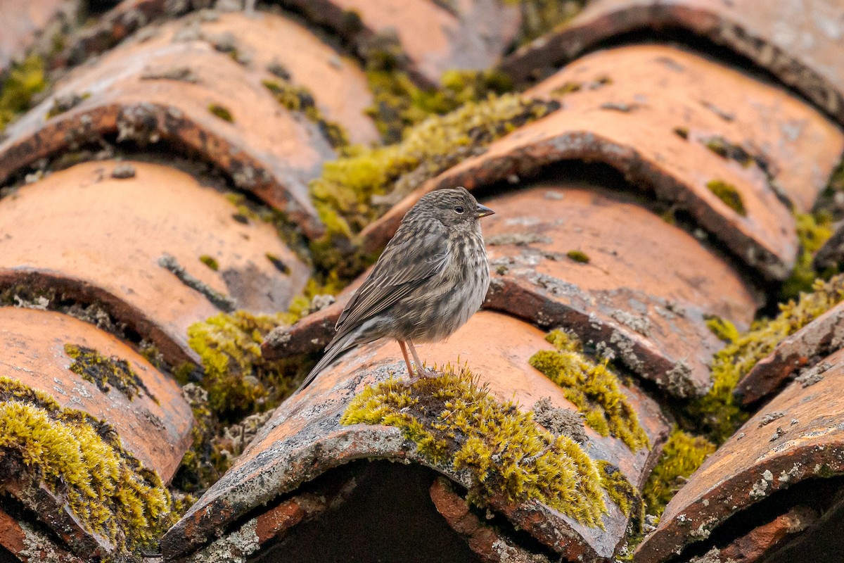 Plumbeous Sierra Finch - ML626679231