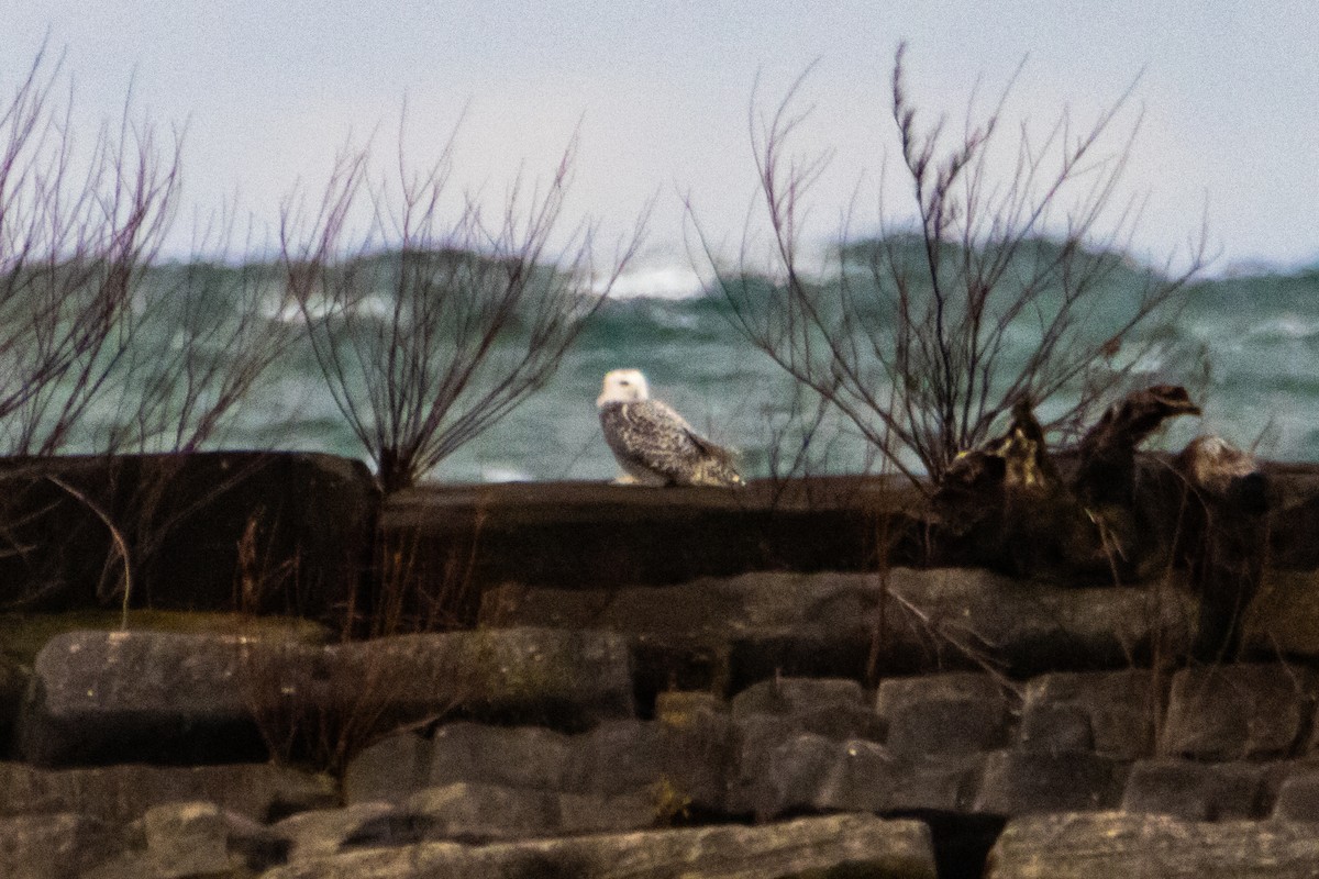 sovice sněžní - ML626679374