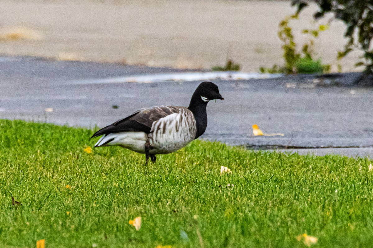 berneška tmavá - ML626679384