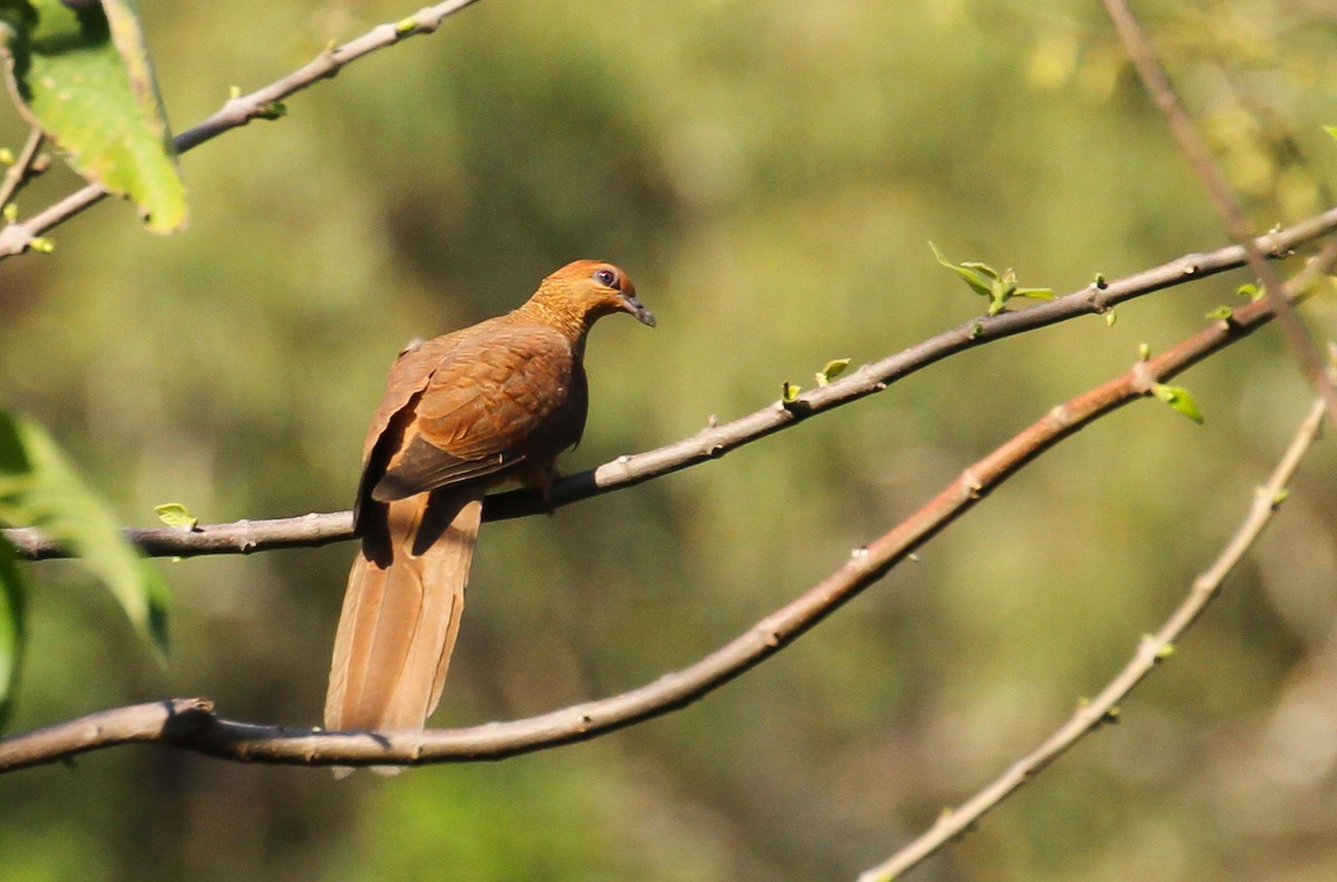 Timor Cuckoo-Dove - ML626679416