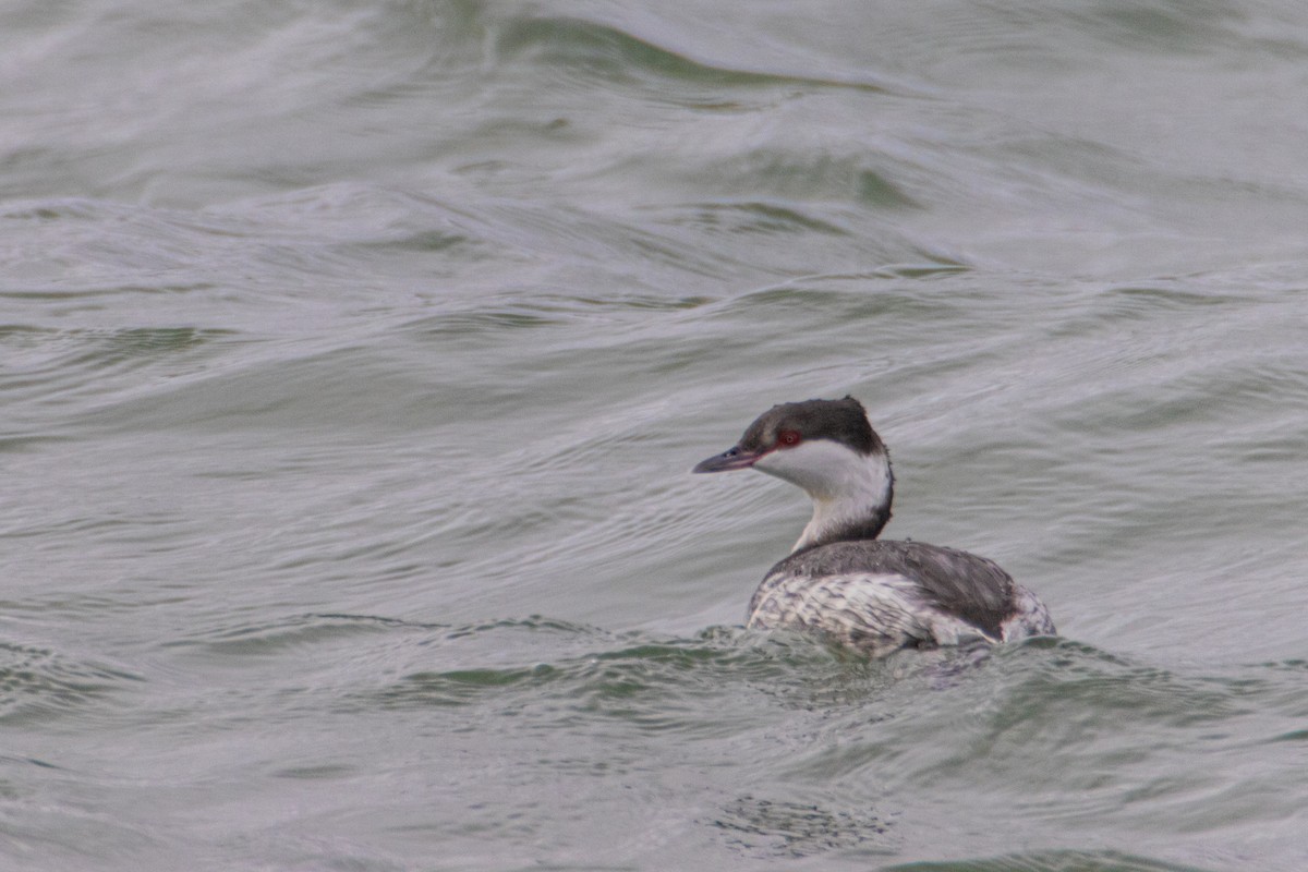 potápka žlutorohá - ML626679483