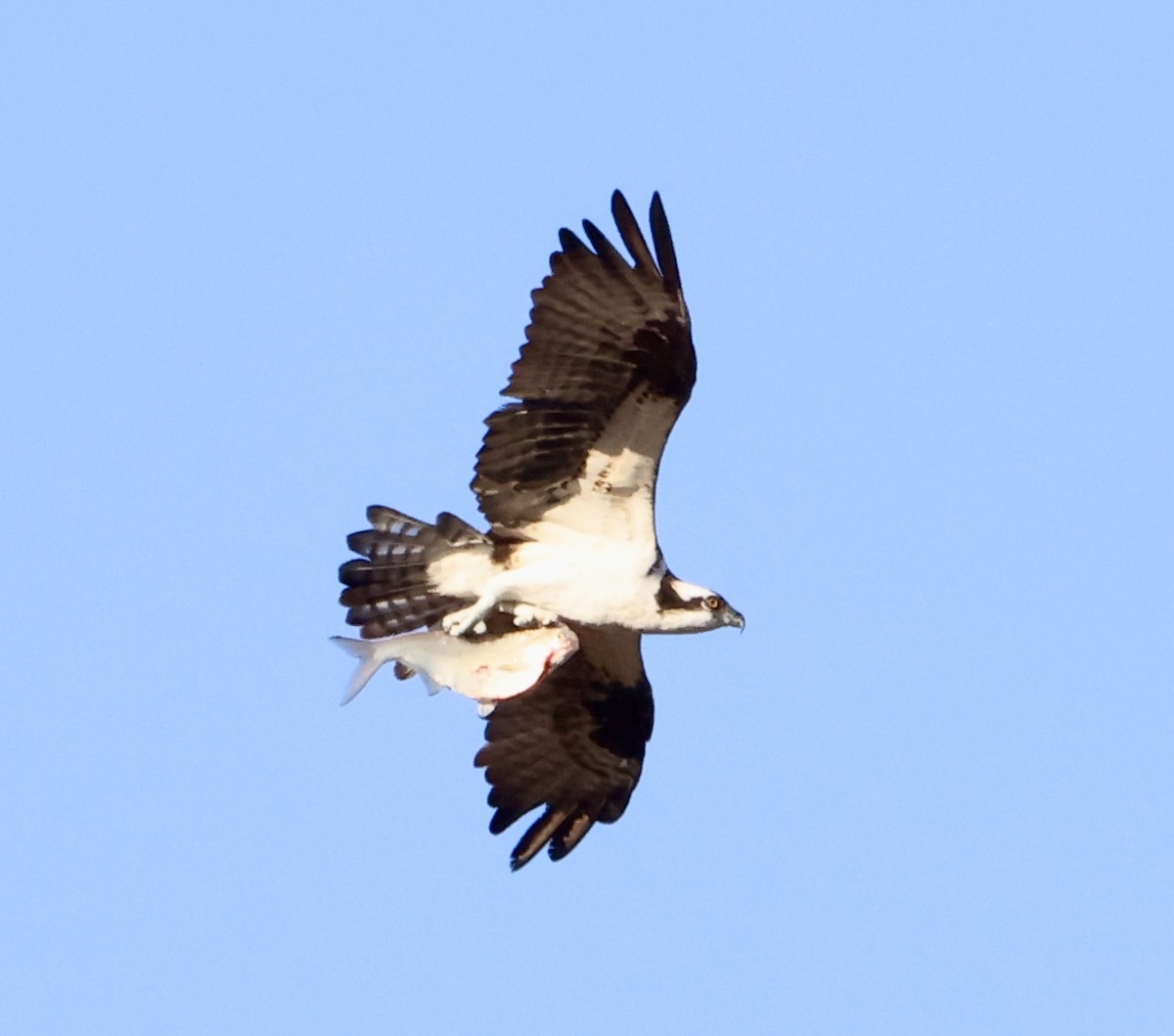 Загасч явлаг - ML626679504