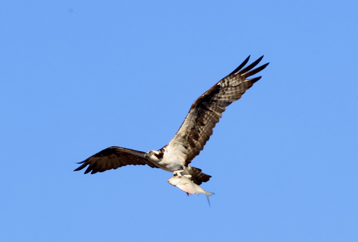 Загасч явлаг - ML626679505