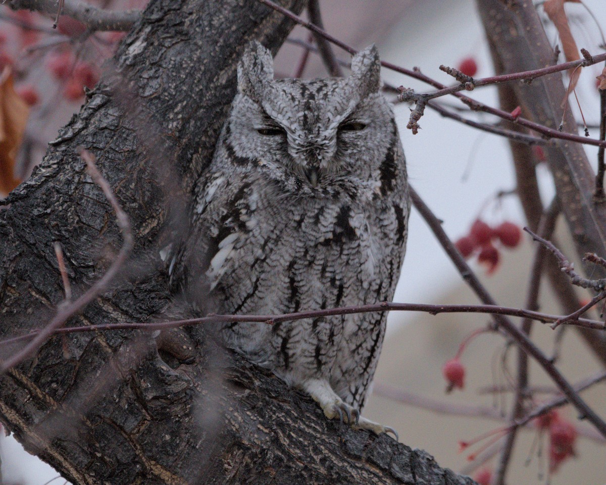 Western Screech-Owl - ML626679614