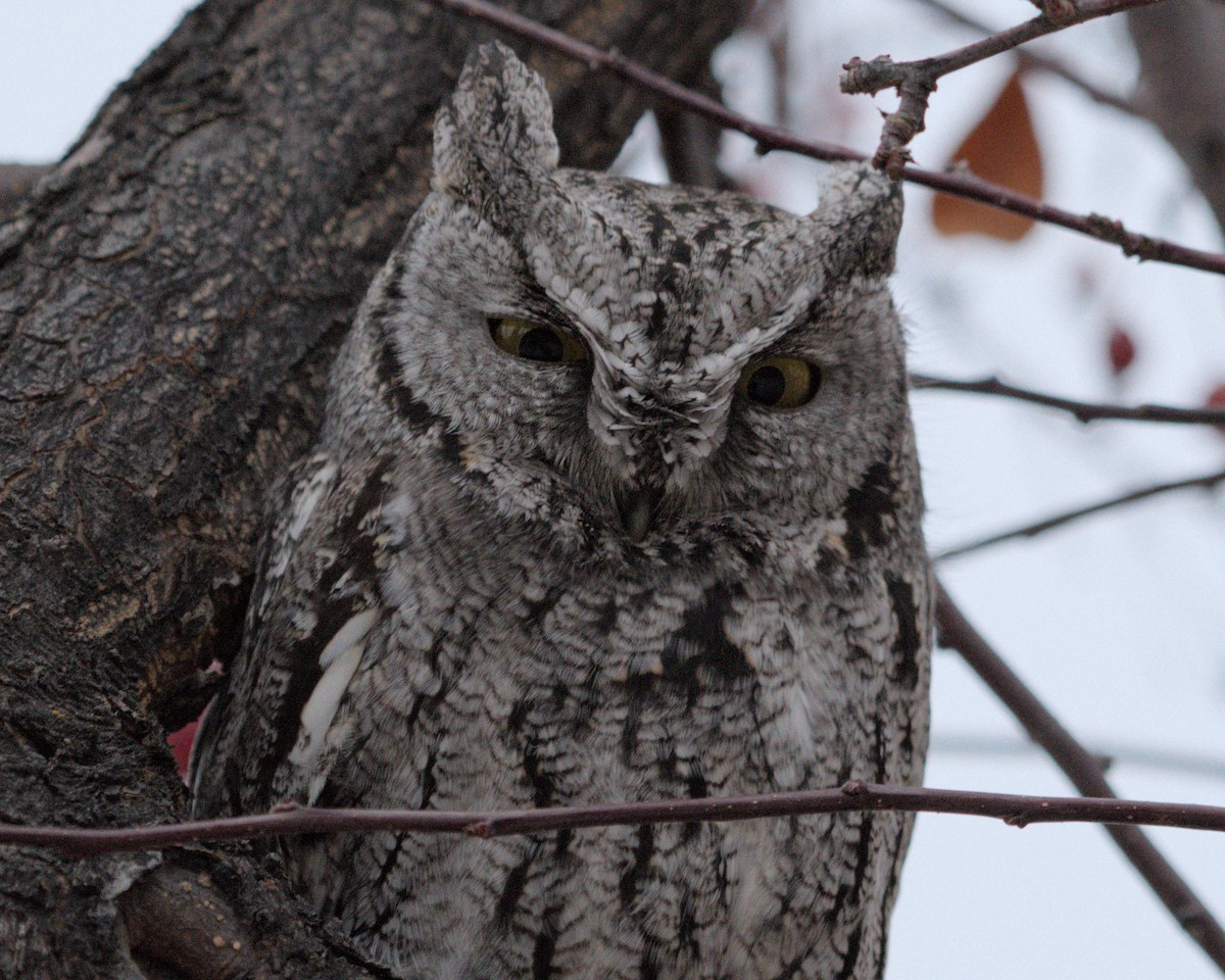 Western Screech-Owl - ML626679615