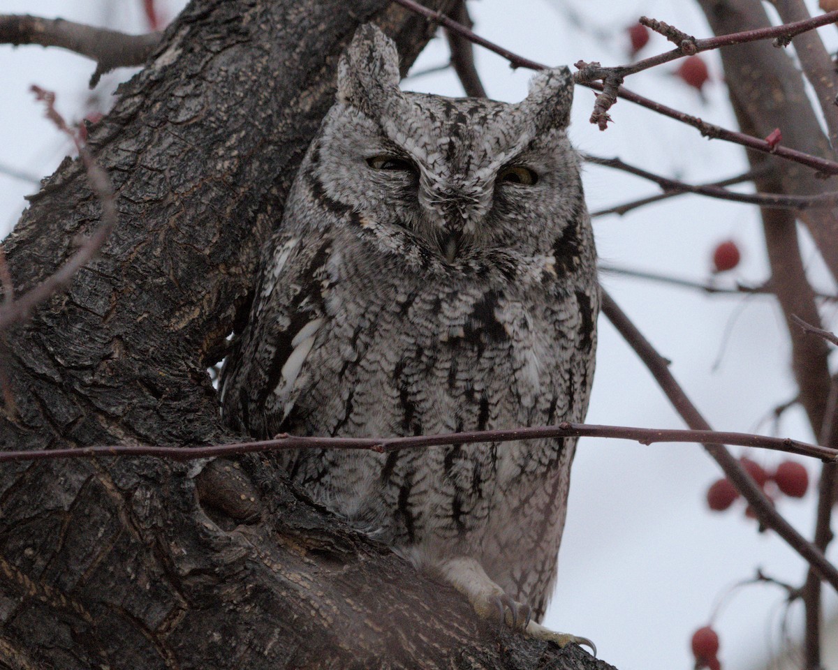 Western Screech-Owl - ML626679616