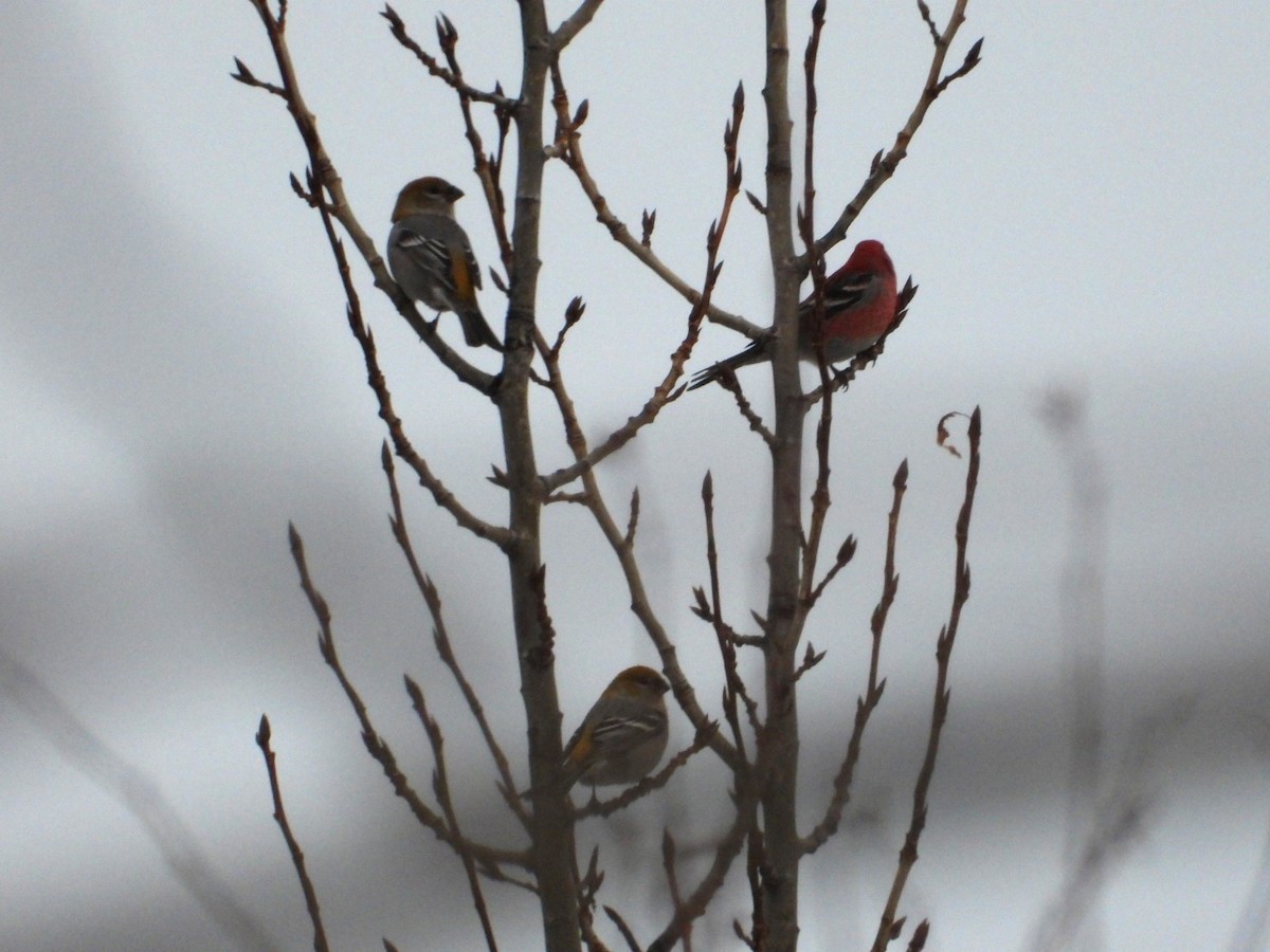 Pine Grosbeak - ML626679719