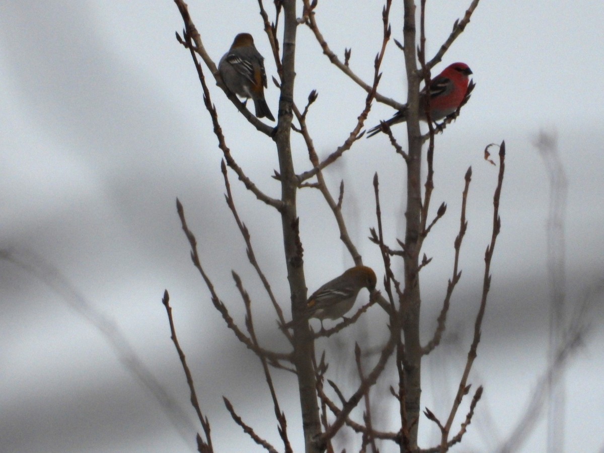 Pine Grosbeak - ML626679720