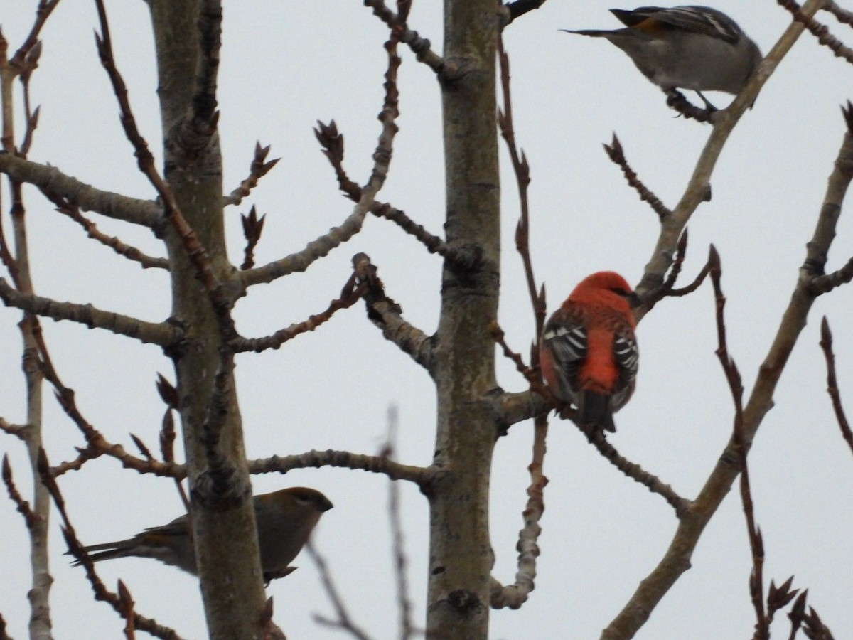 Pine Grosbeak - ML626679721