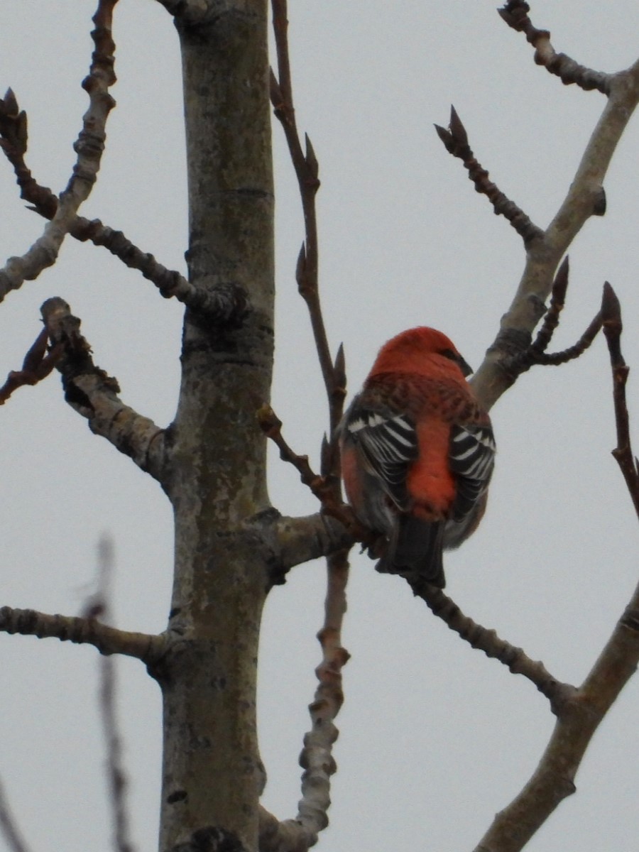 Pine Grosbeak - ML626679722