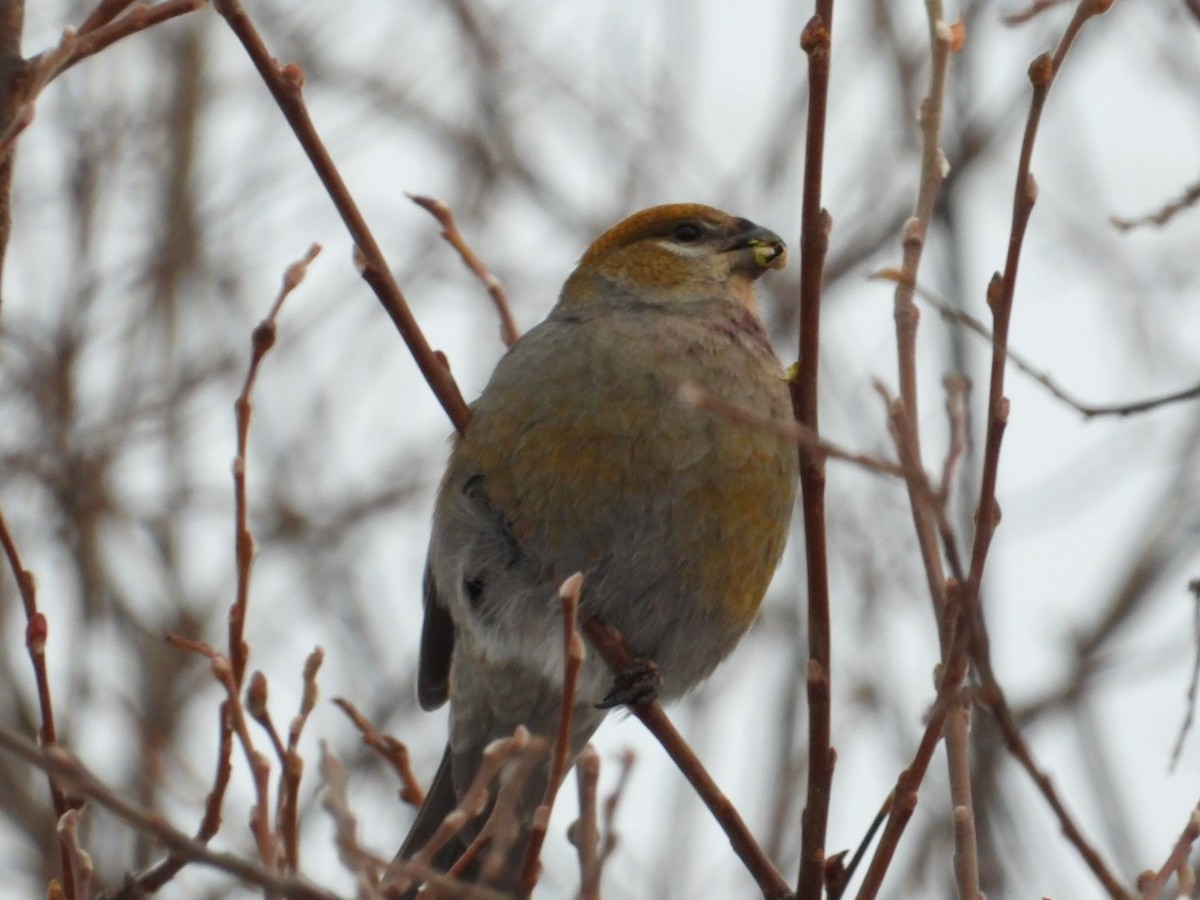 Pine Grosbeak - ML626679723