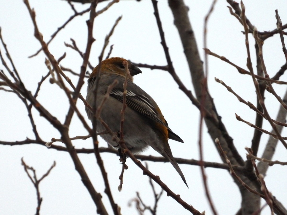 Pine Grosbeak - ML626679724