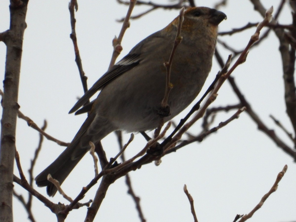 Pine Grosbeak - ML626679725