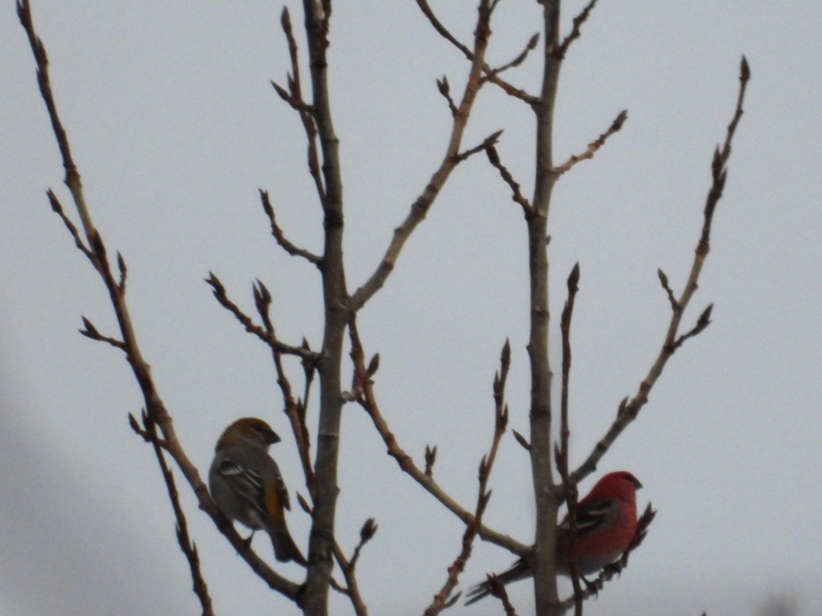 Pine Grosbeak - ML626679726